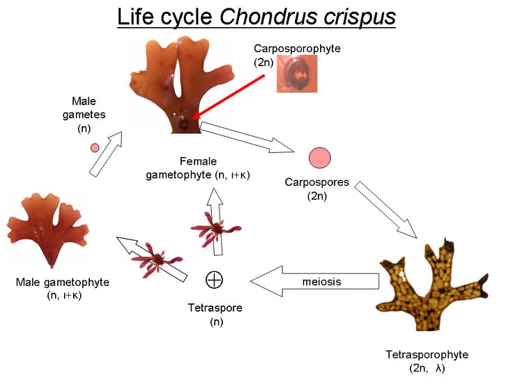 Reproduction/Life Cycle - Red Algae